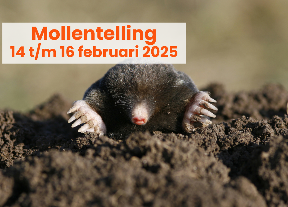 Mollentelling | 14 t/m 16 februari 2025