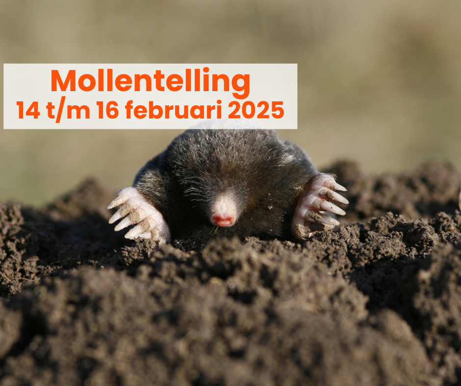 meisje met verrekijker