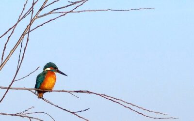Superkrachten rond de school