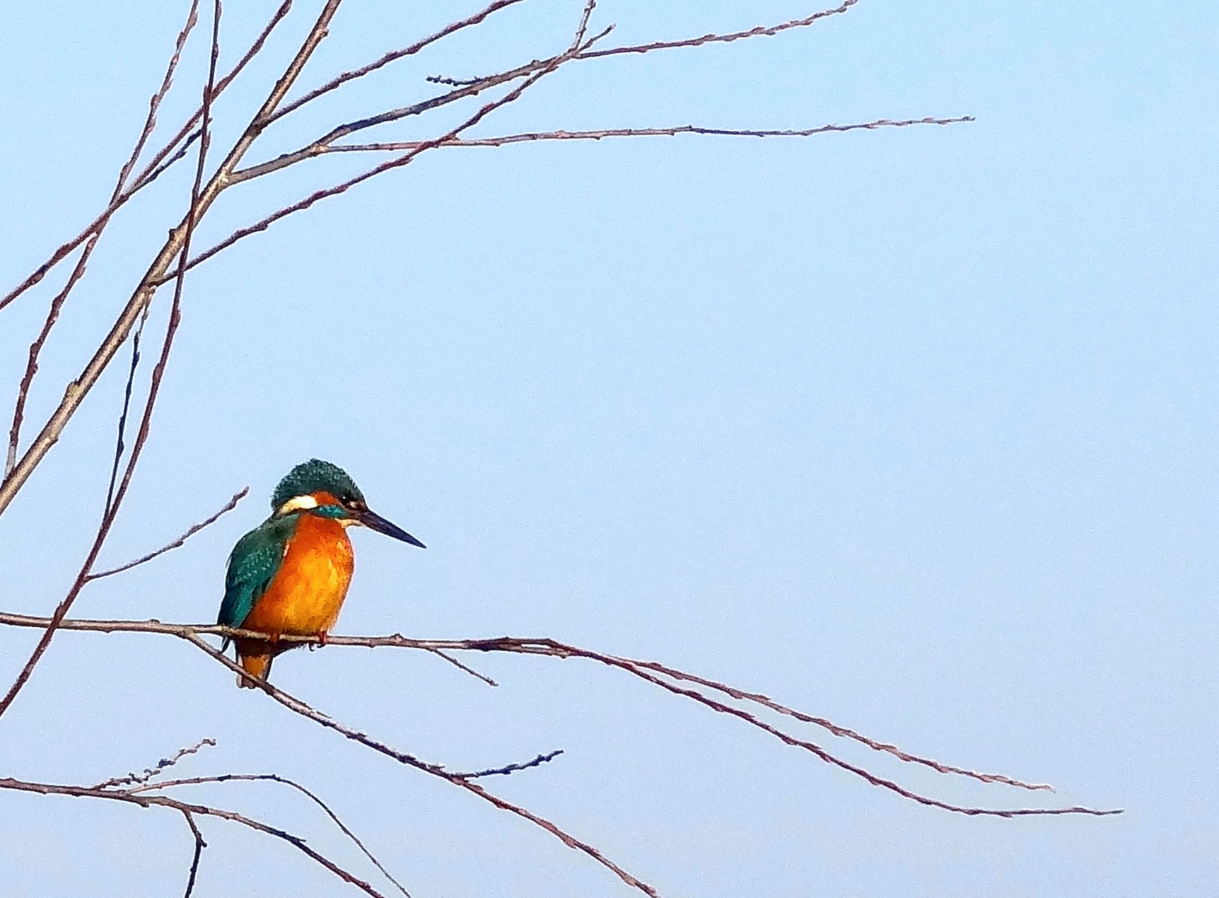 Superkrachten rond de school de ijsvogel kind in bos